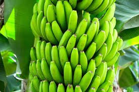 Ecuadorian Trade Union Condemns Labor Rights Violations in Banana Industry