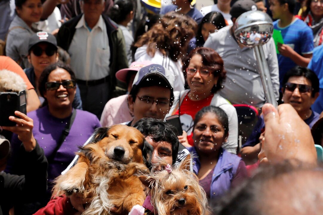Panama City Celebrates Saint Francis of Assisi with Pet Blessings