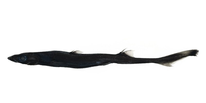 New Deep-Sea Shark and Crab Species Discovered off Australian Coast
