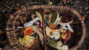 Mushroom Foraging Sees Major Revival Across Germany