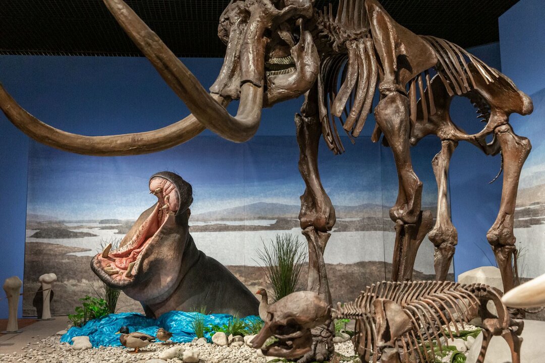 New Research Finds Hippos Once Roamed Ice Age Germany