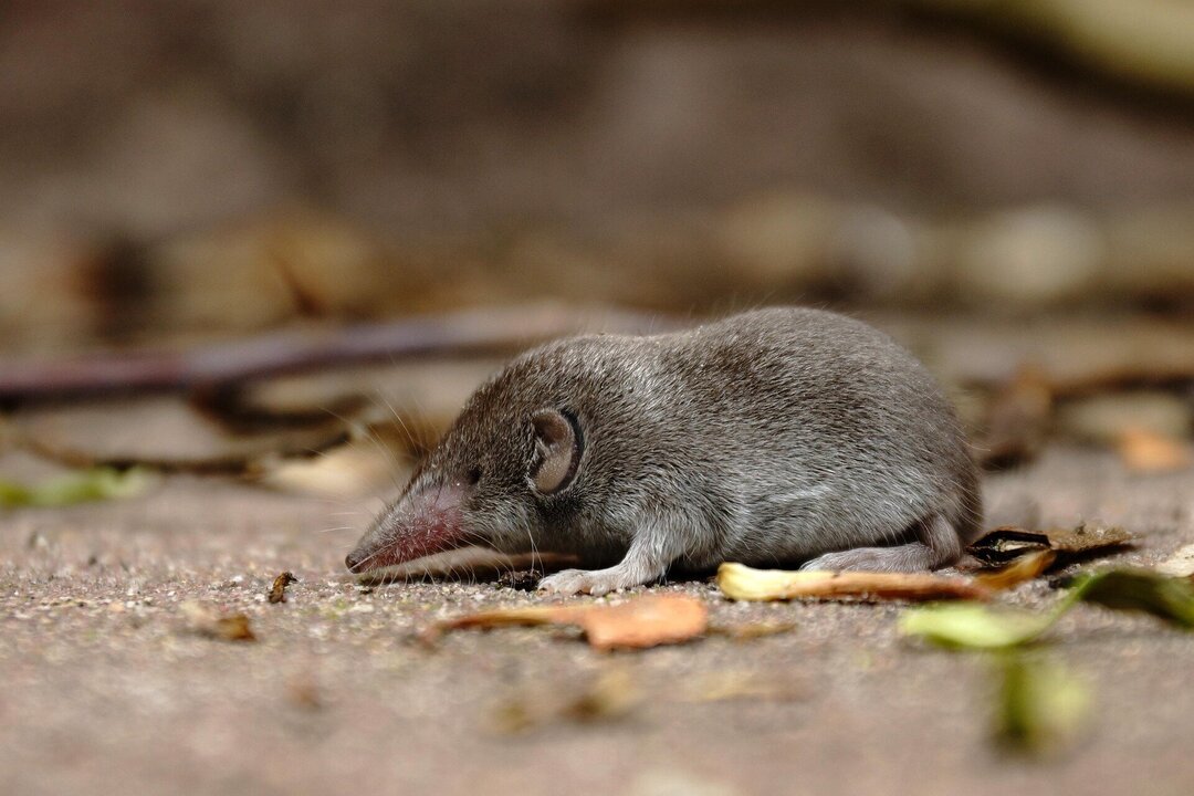Australia’s Only Native Shrew Declared Extinct