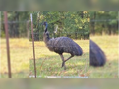 Emu Captured After Wandering Through Washington County Neighborhoods