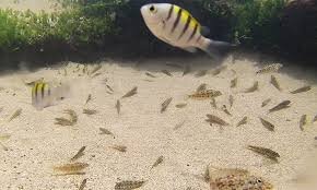 Family Beach Day Highlights Costa Rica’s Coastal Wildlife