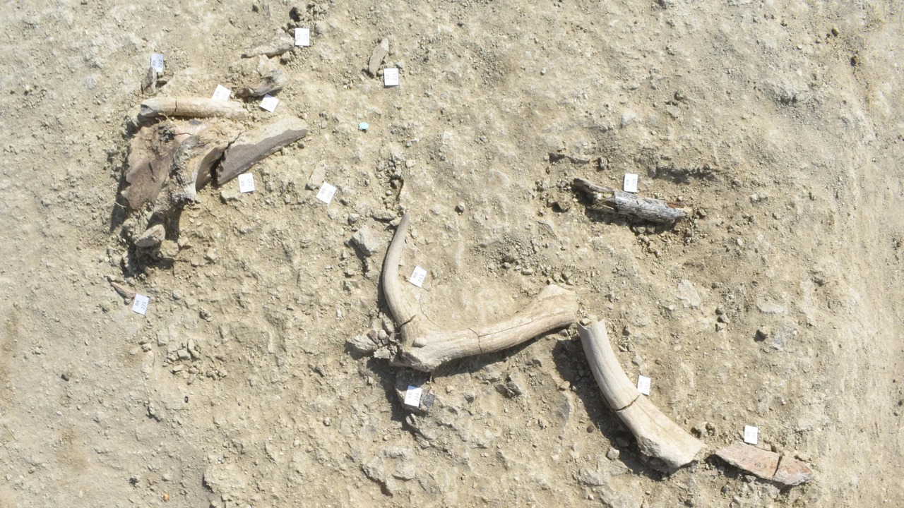 Archaeologists Find Evidence of Early Humans Butchering Elephants in Italy