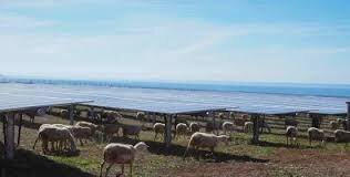 Italy Hosts Europe’s First Dual-Use Solar and Grazing Farm