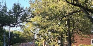 Little Italy Residents Report Surge in Car Break-Ins