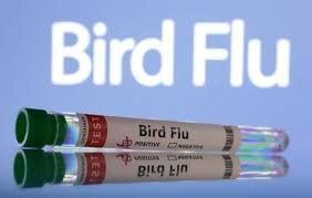 France Confirms Bird Flu Outbreak on Northern Poultry Farm