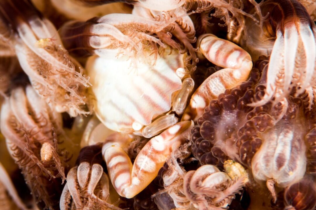New Deep-Sea Shark and Crab Species Discovered Off Australian Coast