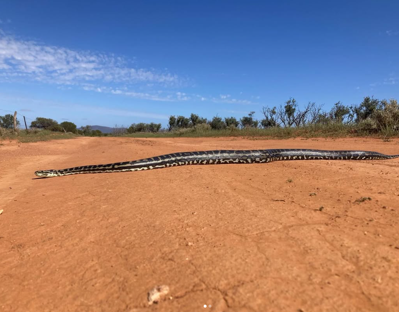 Ecologist Spots Massive Snake in Rare Australian Sighting