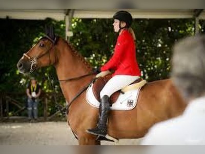 Show Jumping Star ‘Dubai du Cedre’ Sold to Saudi Arabia