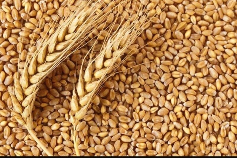 Saudi Arabia Buys 500,000 Tons of Wheat from Overseas Investors