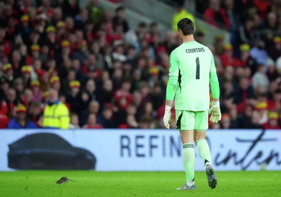 Rat Causes Brief Delay in Wales vs. Belgium World Cup Qualifier