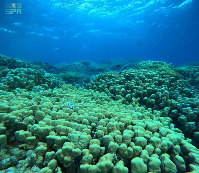 Red Sea Coral Reefs Show Improvement Despite High Temperatures
