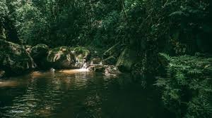 Guatemalan Scientists Document Rare Bat Species