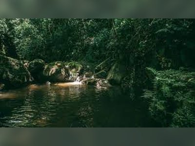 Guatemalan Scientists Document Rare Bat Species
