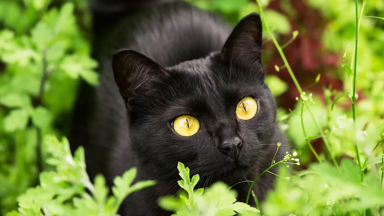 Hiker Encounters ‘Magical Forest Cat’ in Ireland