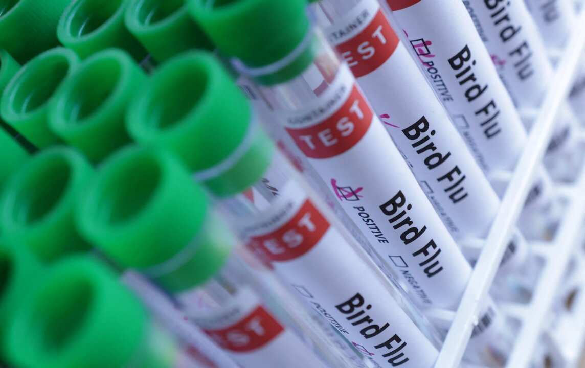 Bird Flu Detected Among Poultry in Northern Iraq