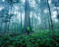 Australian Rainforests Turn From Carbon Sinks to Emissions Sources