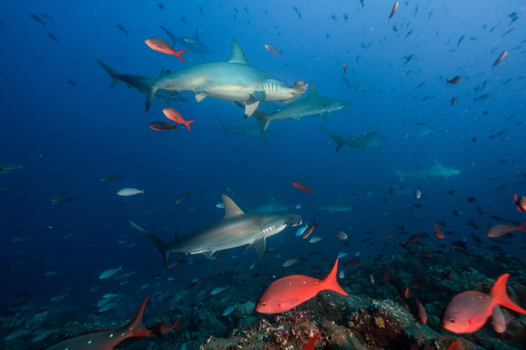Costa Rica Faces Scrutiny Over Marine Conservation Practices
