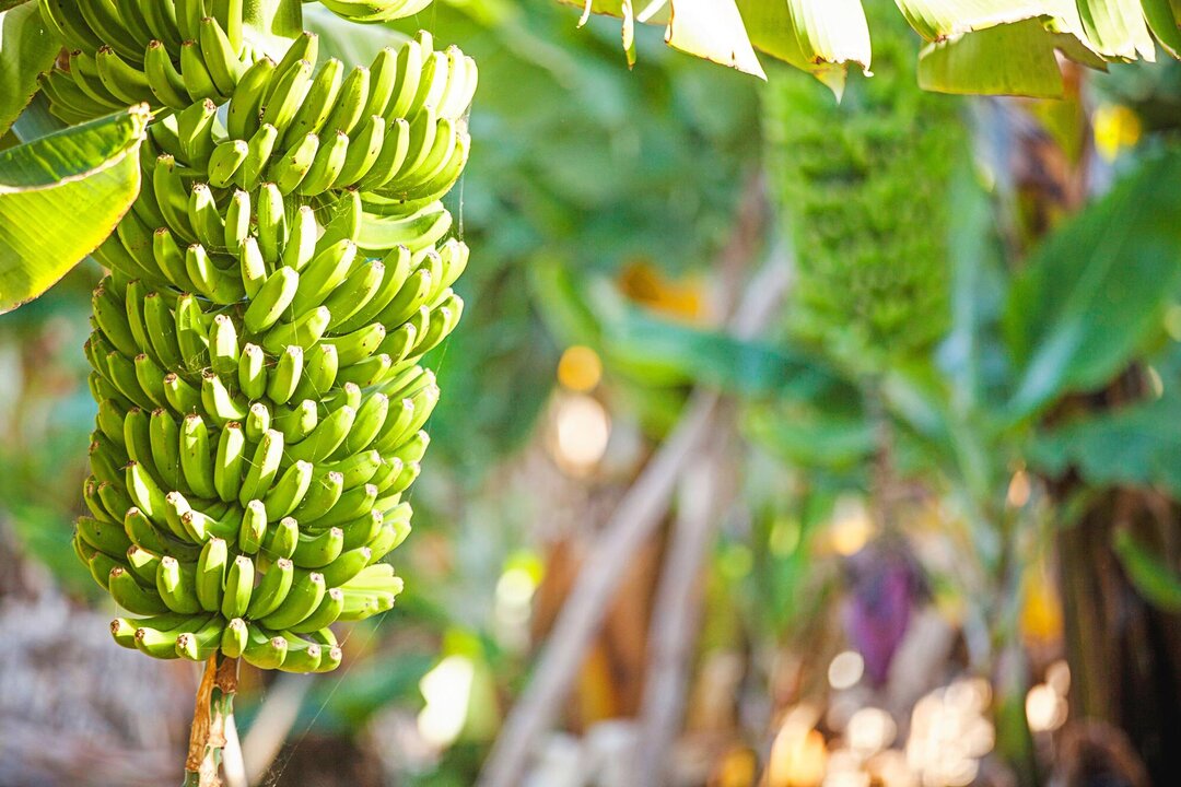 Costa Rica’s Banana Industry Highlights Advances in Sustainability