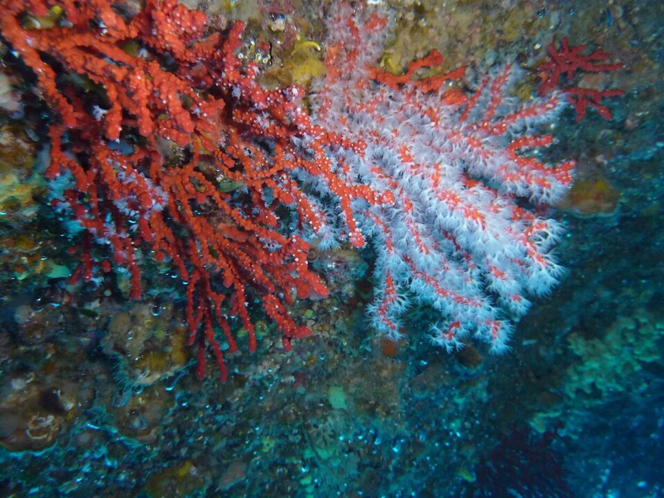Chanel Expands Marine Research Partnership With Monaco Scientific Center