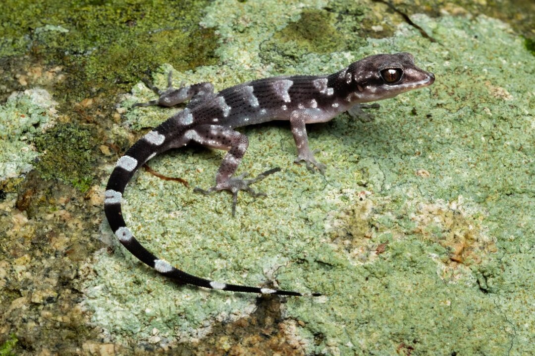 Three New Species Discovered on Remote Australian Island