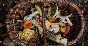 Mushroom Foraging Tradition Revives Across Germany’s Forests