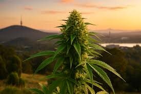 Cannabis Reform Gains Momentum in Australia