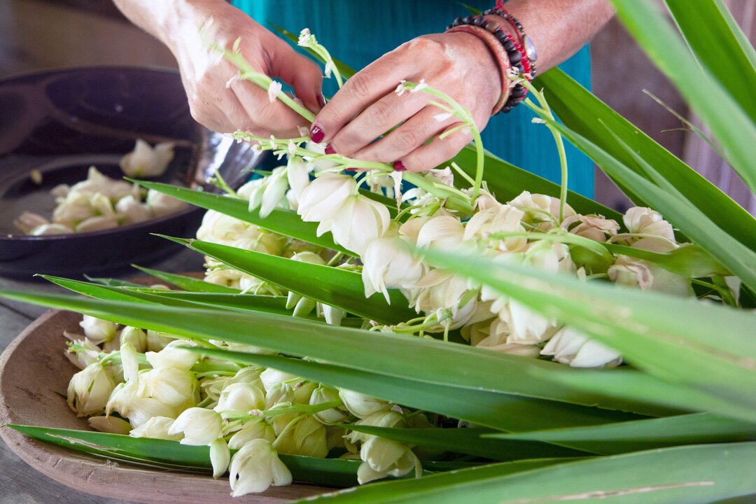 Flor de Izote Season Blooms Across Central America