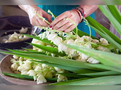 Flor de Izote Season Blooms Across Central America