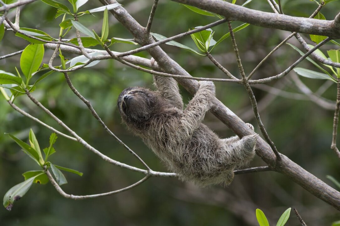 Sloth Rehabilitation Center Hosts Conservation Event in Panama City