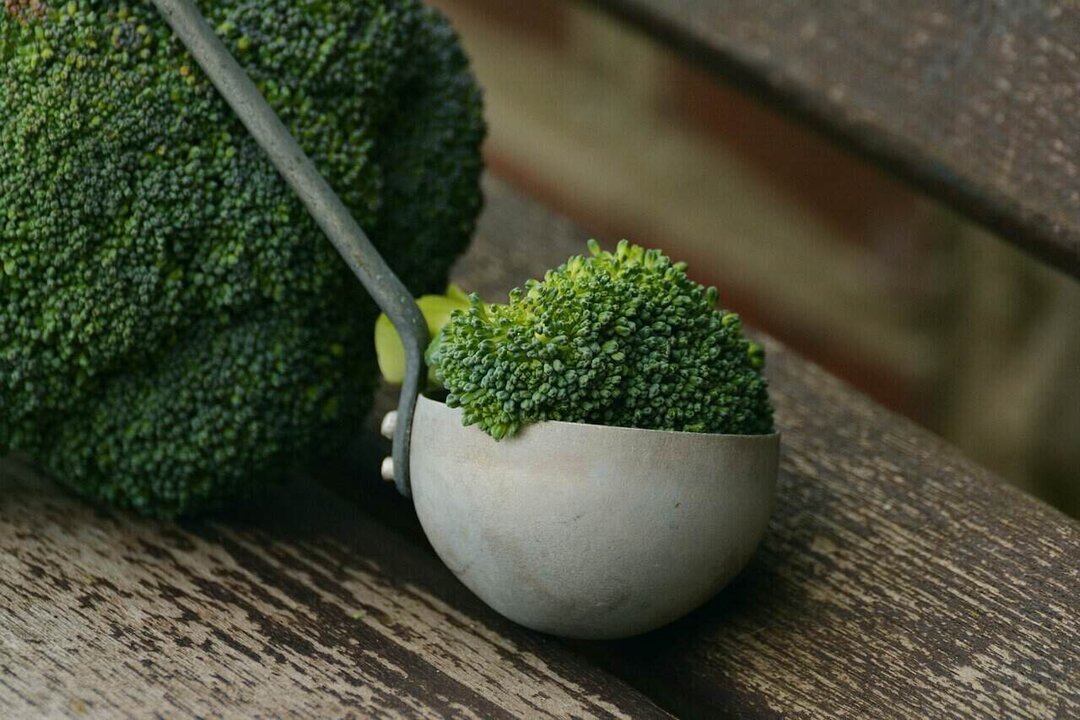 Costa Rican Farmers Turn to Broccoli as Highlands Crop Thrives