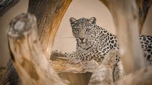 Saudi Arabia to Send Rare Leopards to National Zoo