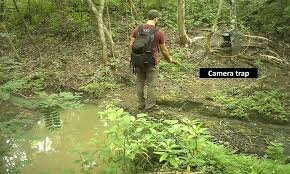 Conservationists Examine What Camera Traps Miss in Costa Rica’s Jaguar Research