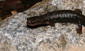 Scientists Discover New Salamander Species in Costa Rica’s Talamanca Mountains