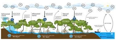 Philippine Scientists Uncover Climate Potential of Mangroves