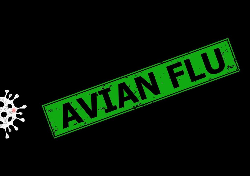 Japan and Philippines Report First Avian Flu Cases of the Season