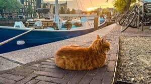 Amsterdam Expands Canal Safety Measures to Protect Stray Cats