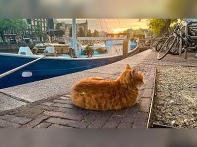Amsterdam Expands Canal Safety Measures to Protect Stray Cats