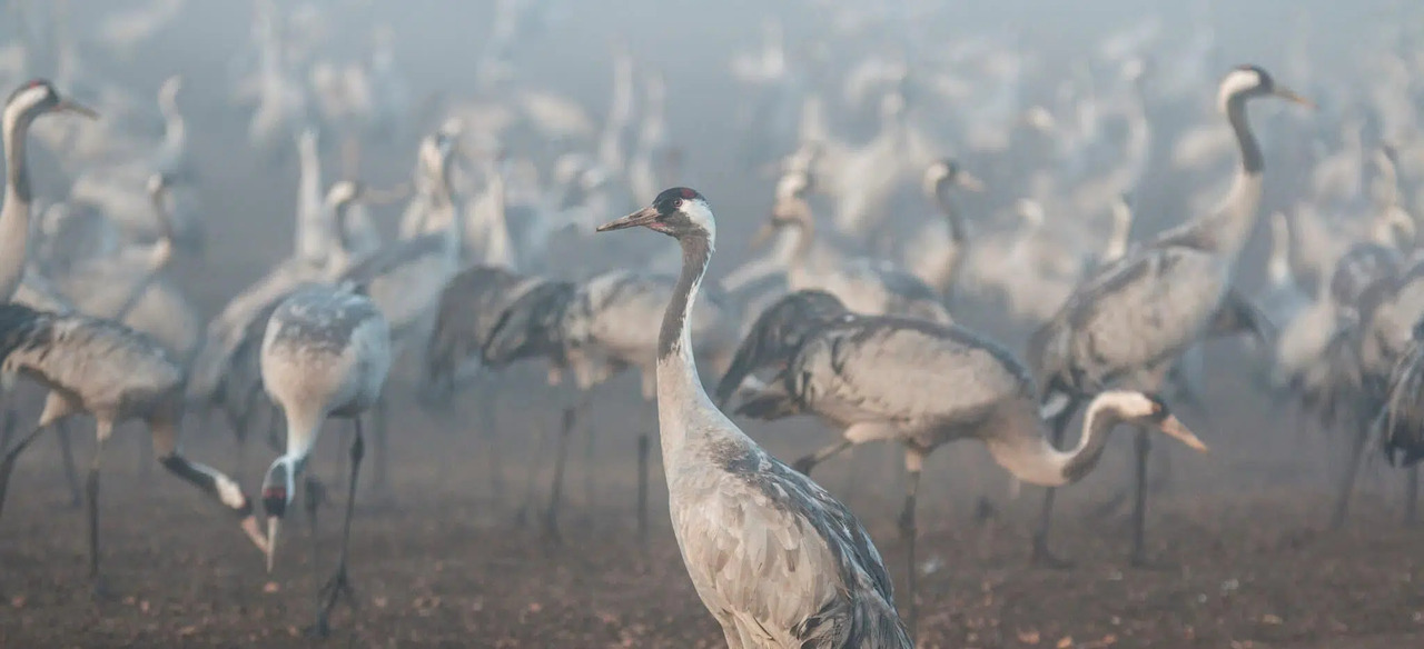 Germany’s Avian Flu Outbreak Decimates Crane Populations