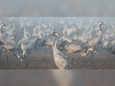 Deutschlands Ausbruch der Vogelgrippe dezimiert die Kranichpopulationen