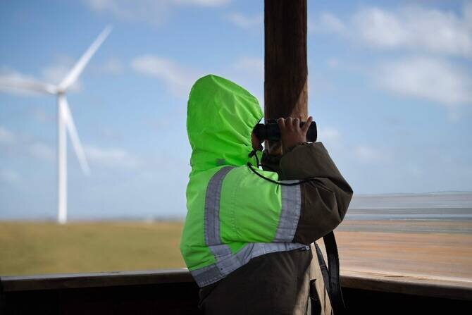 South Africa's Efforts to Protect Birds from Wind Turbine Risks