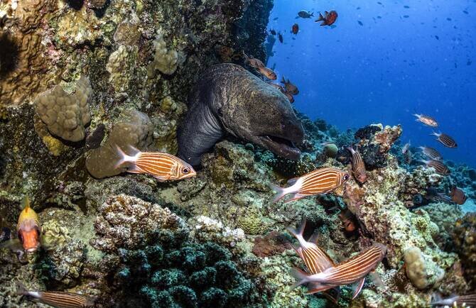 Saudi Arabia Launches National Program to Track Invasive Marine Species