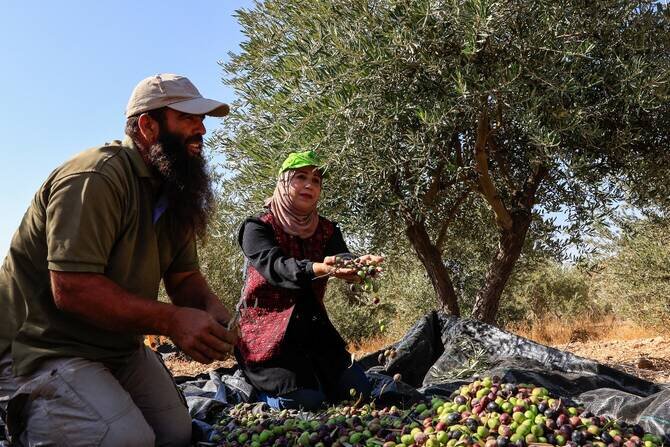West Bank farmers face rising settler attacks during olive harvest