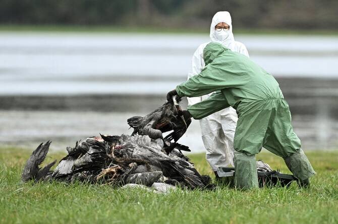 Rapid Early Spread of Bird Flu in Europe Raises Fears of Fresh Crisis