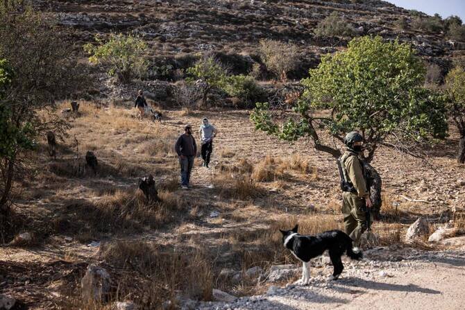 Vandalism and Attacks: Settler Violence Disrupts West Bank Olive Harvest