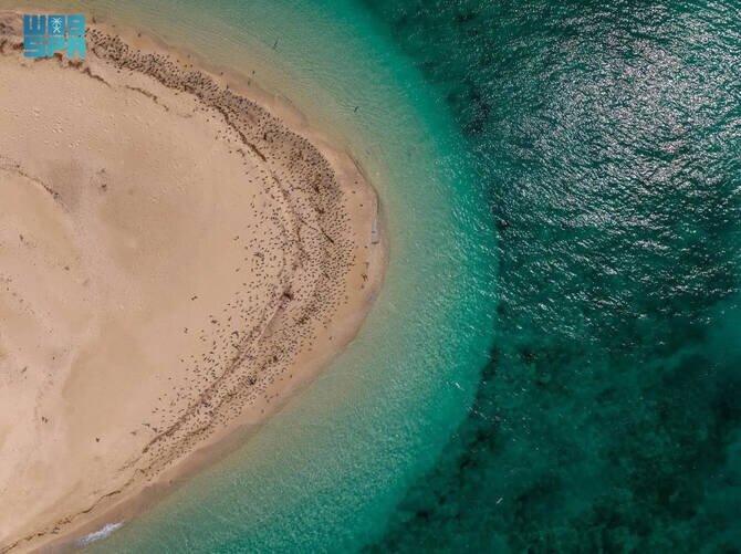 Saudi Arabia's Eastern Coastal Ecosystems Found Overall Healthy: Comprehensive Study