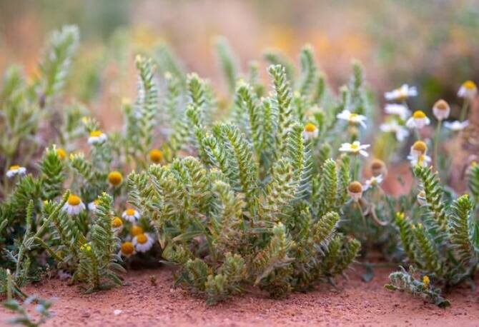 NCVC Plants 100 Million Seedlings in Al-Jouf to Boost Vegetation Cover