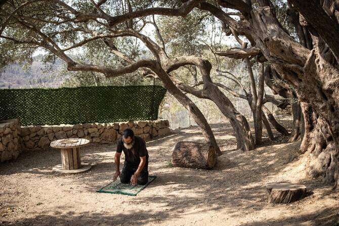 West Bank's Ancient Olive Tree: A Symbol of Endurance